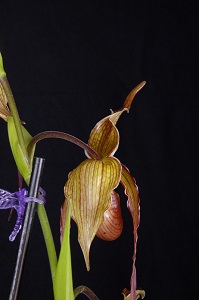 Phragmipedium Grande Orchid Fest AM/AOS 81 pts. Flower reverse